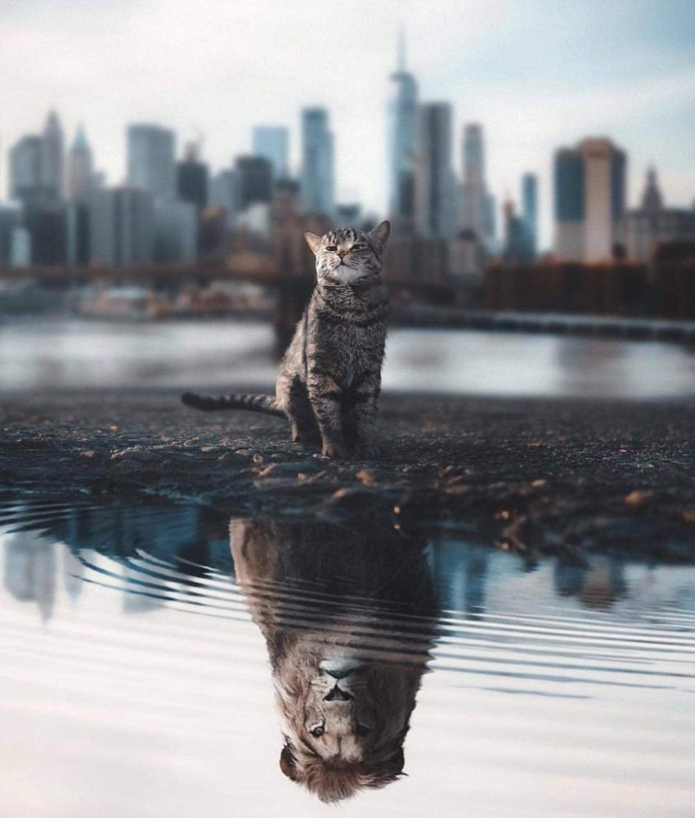 Картинка тигр для инстаграма