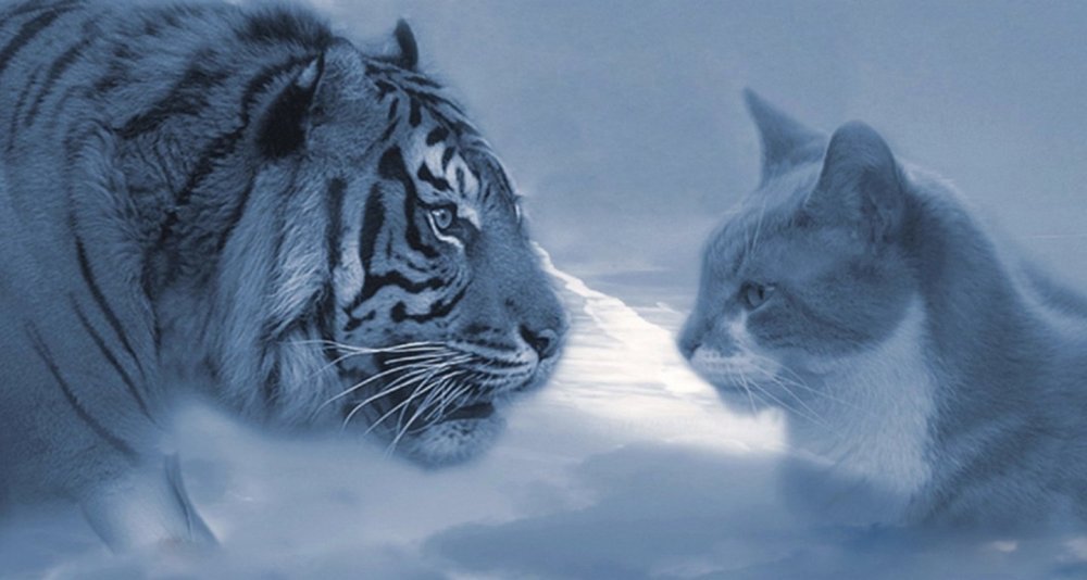 Кот в отражении