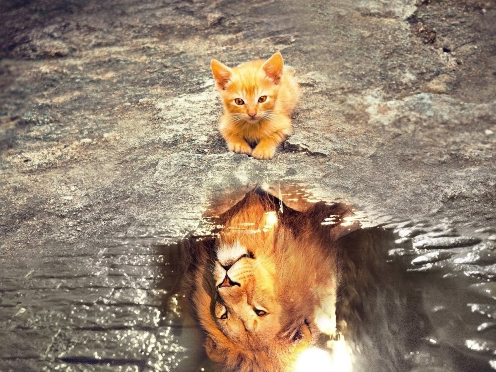 Коты в отражении