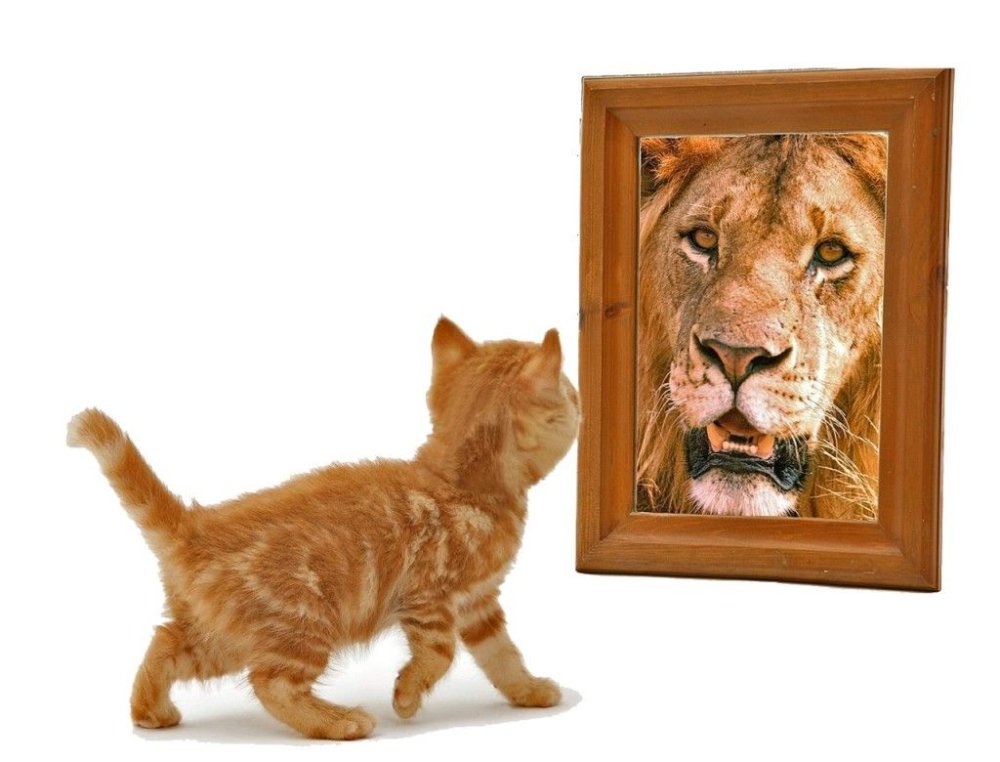 Котенок тигр