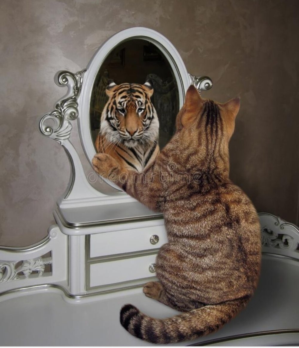 Картина с тигром верь в себя