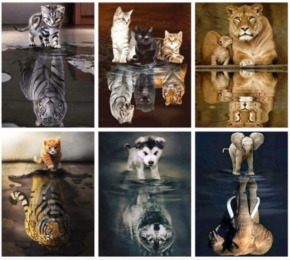 Котенок в зеркале