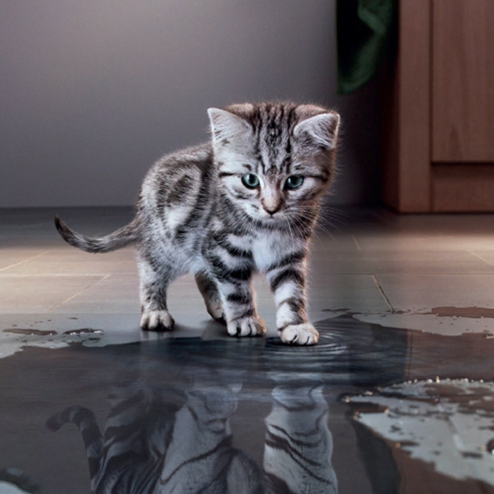 Львенок в отражении Лев