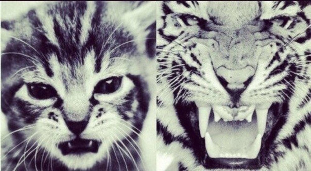 Отражение котенка