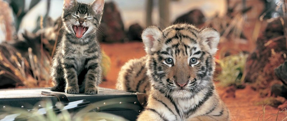 Кошка в зеркале тигр