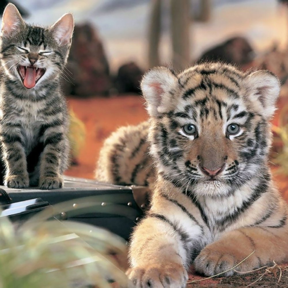 Котенок тигр