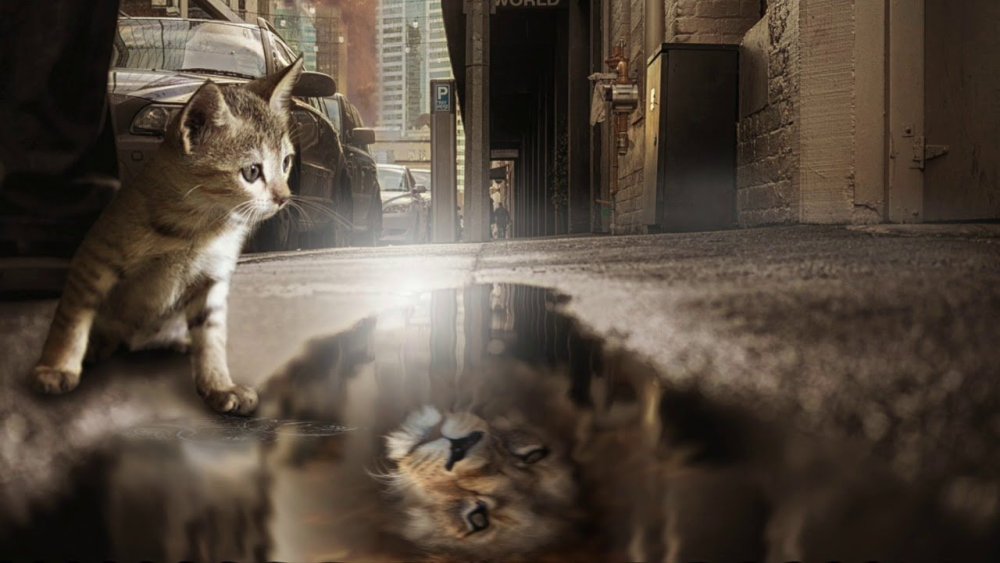 Тигренок в отражении тигр