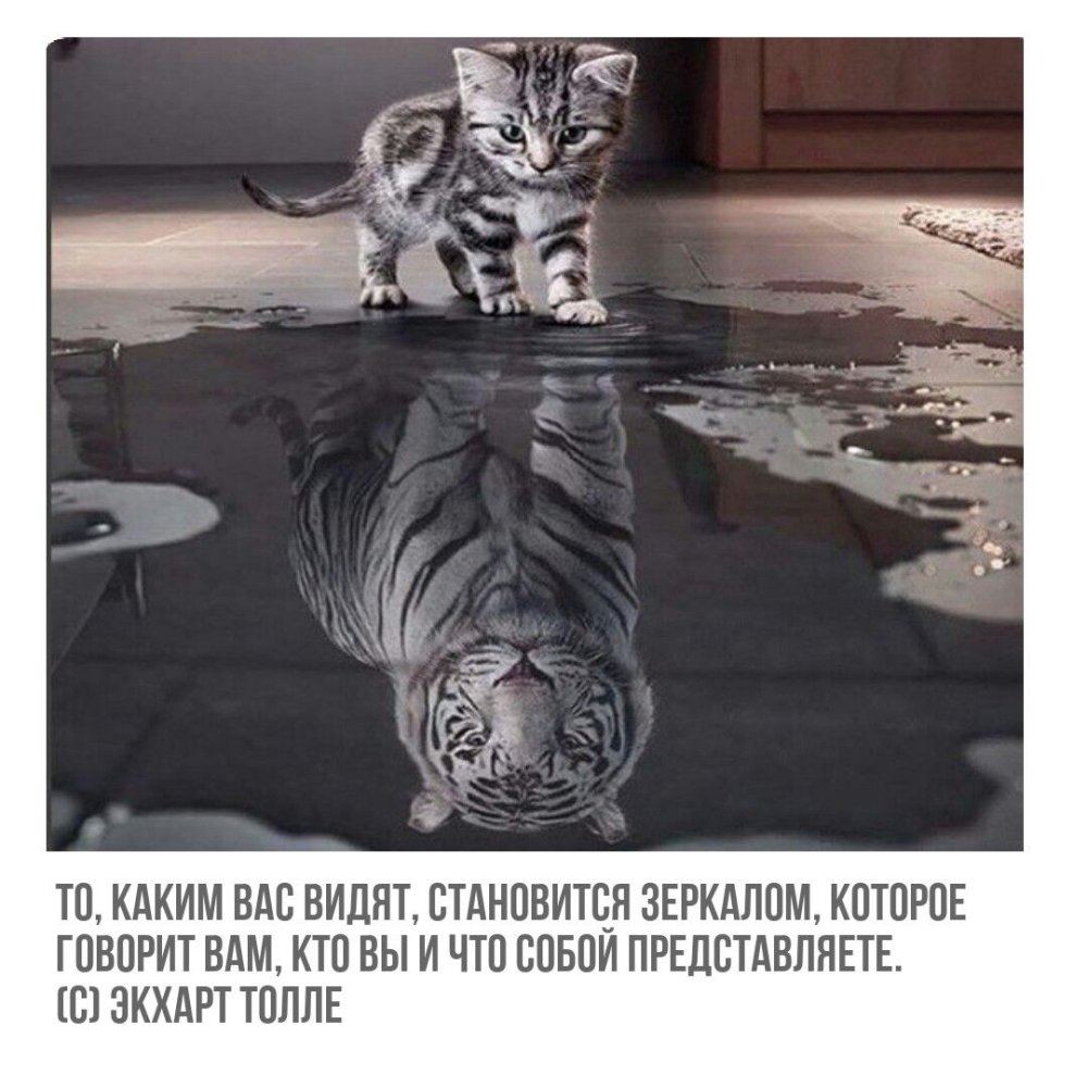 Аж1771тигр внутри