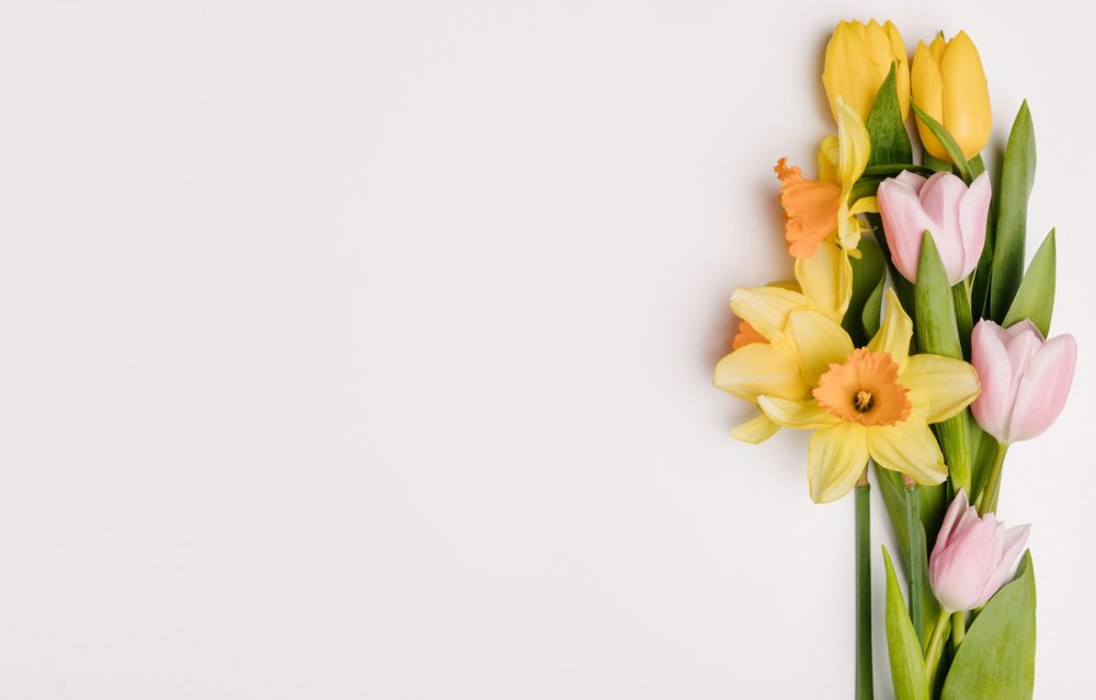 Фон для презентации нарциссы