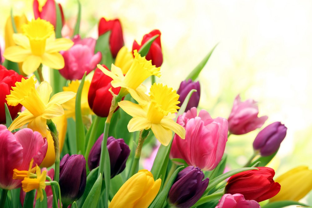 Яркие весенние цветы