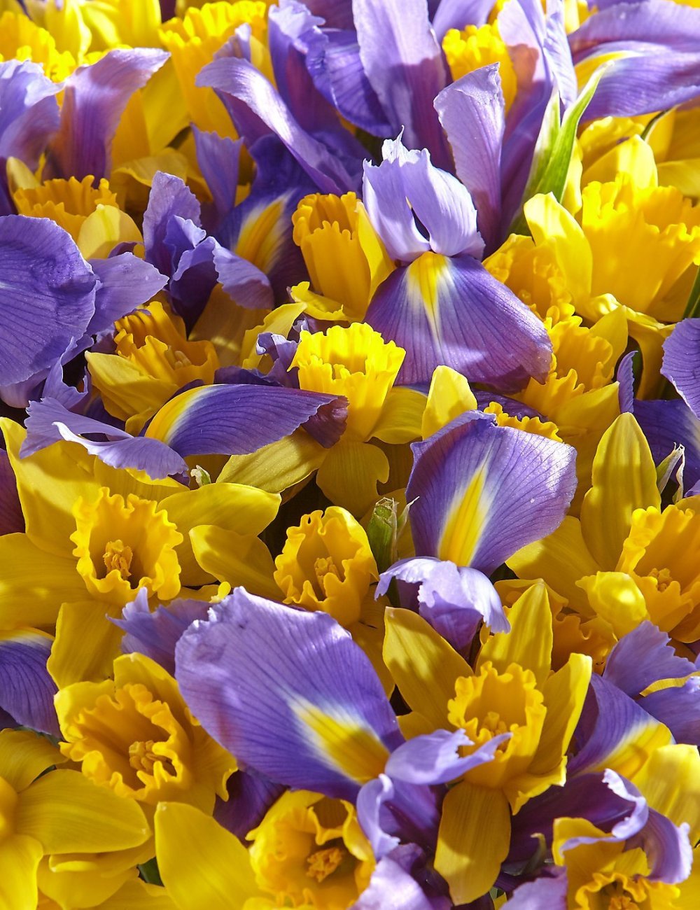 Комнатный Нарцисс