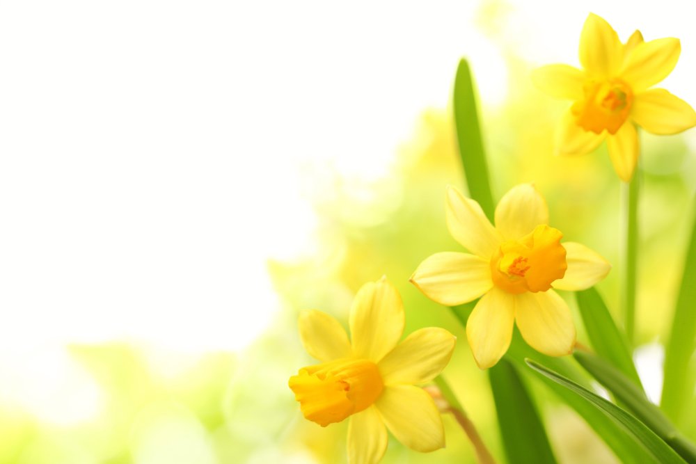 Жёлтый цветок