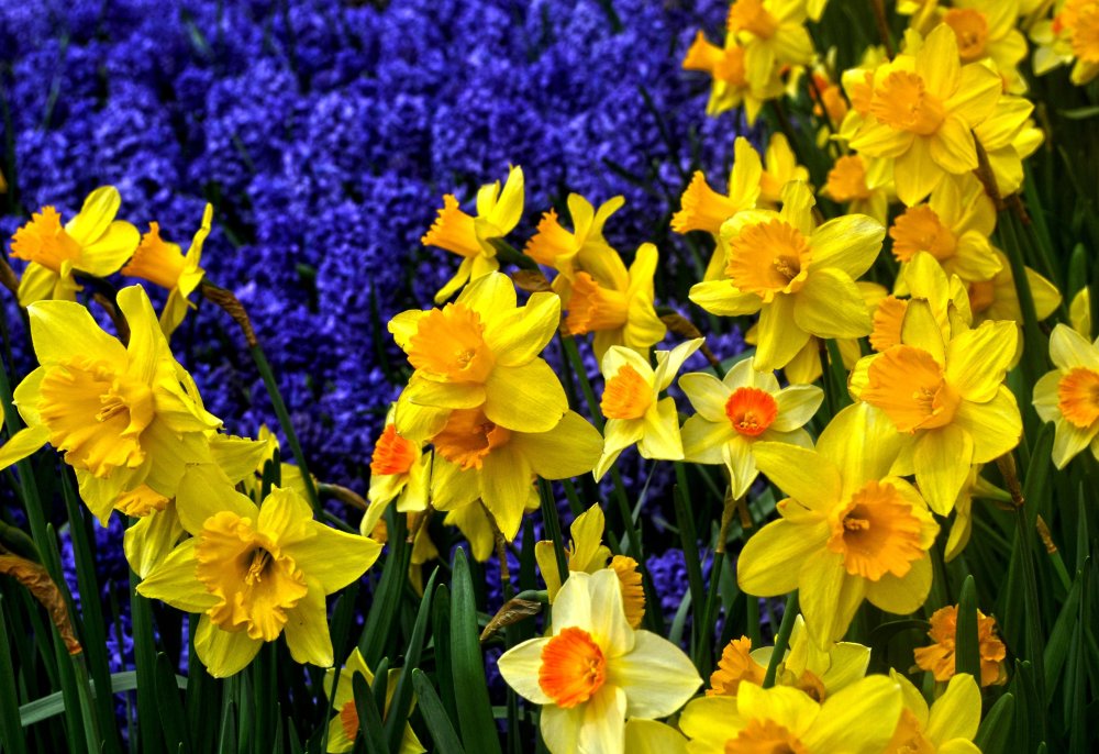 Рамка нарциссы