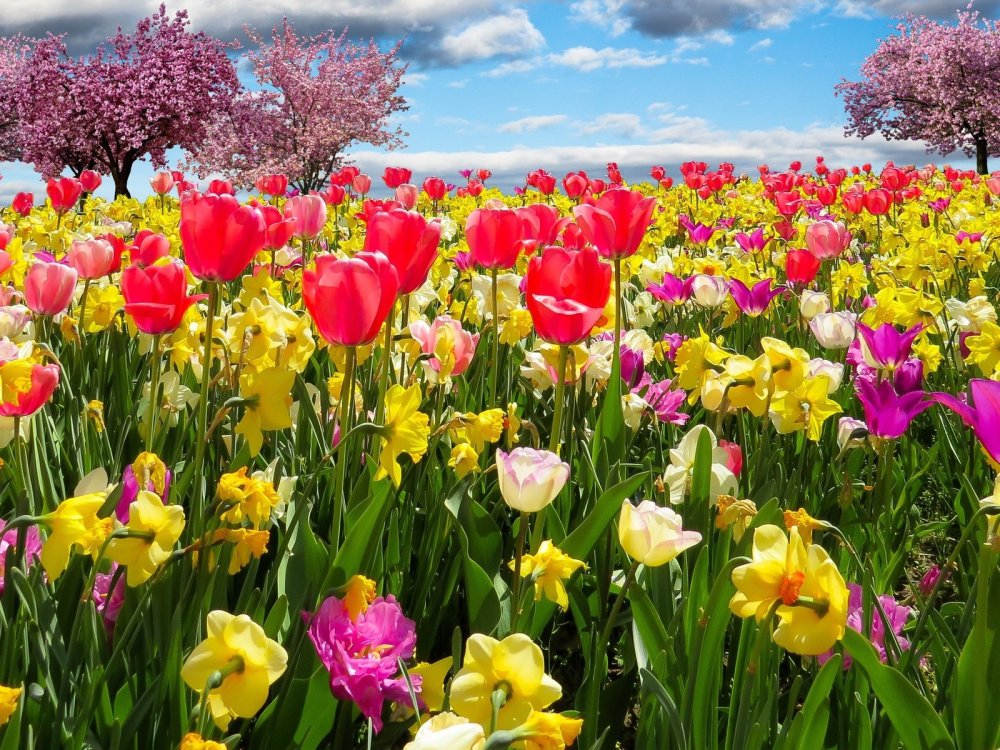 Фрезия Крокус