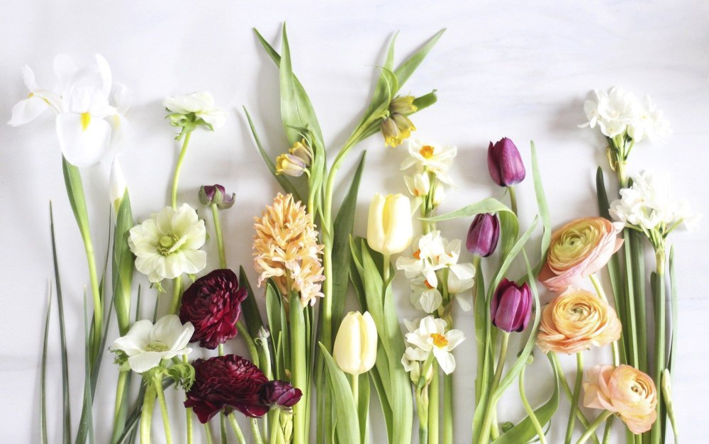 Желтые цветы весной