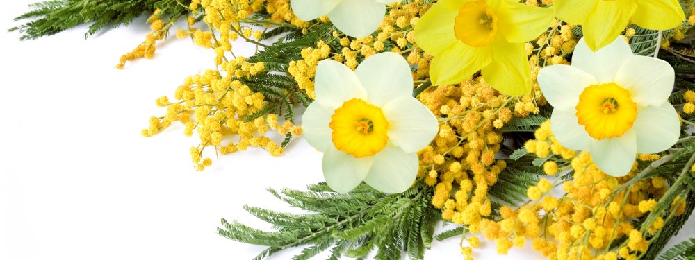 Цветы тюльпаны нарциссы с мимозой