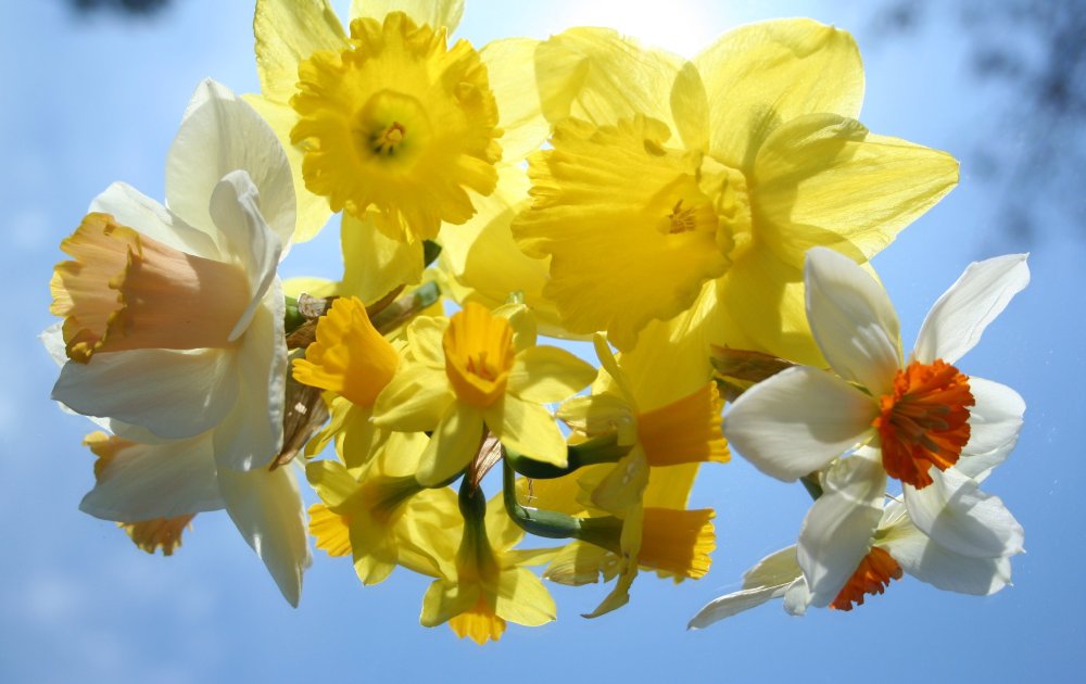 Солнечный желтый. Нарцисс (Daffodil)