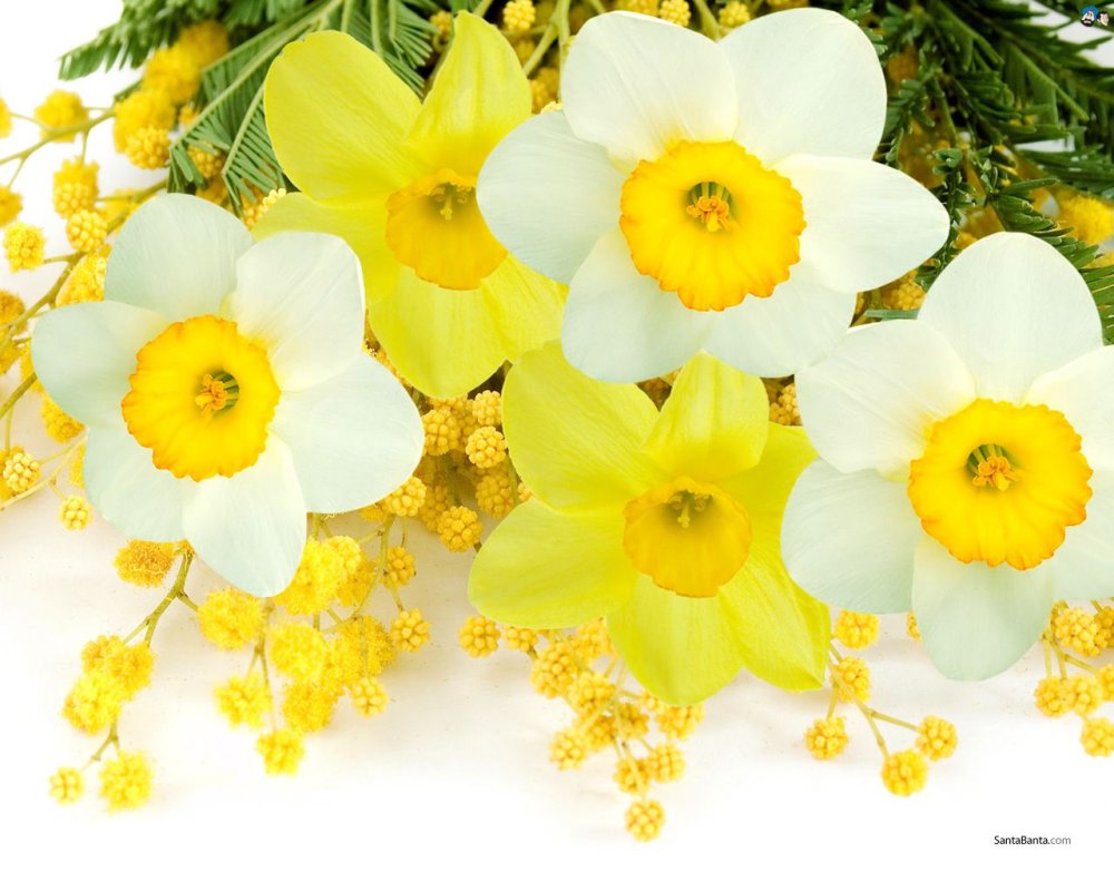 Фрезия с нарциссами букет