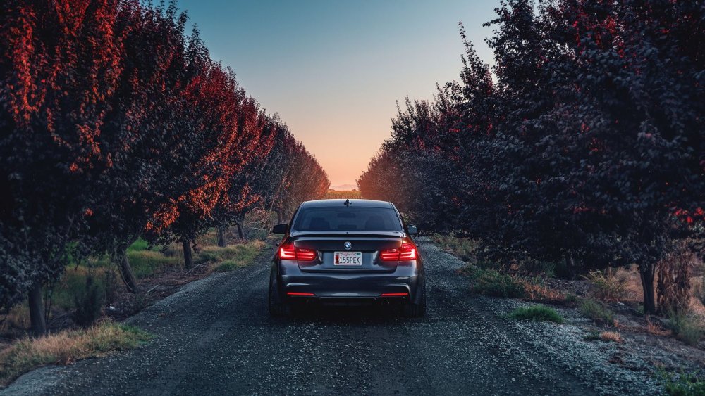 Машина в темном лесу