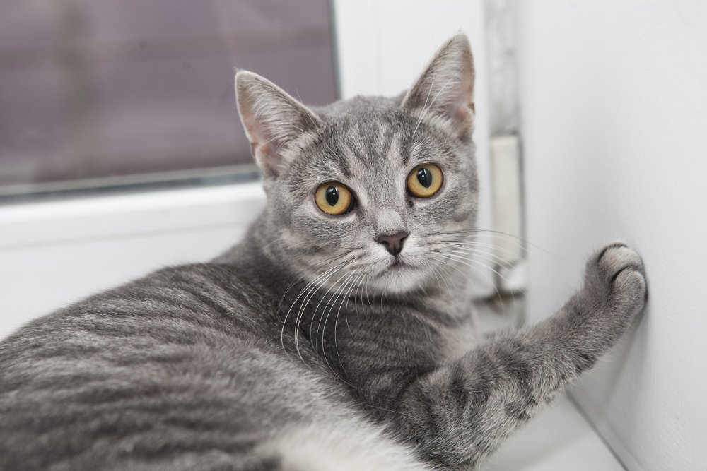 Анатолийский кот серый