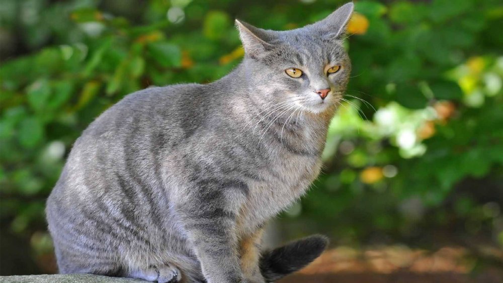 Анатолийская короткошерстная кошка