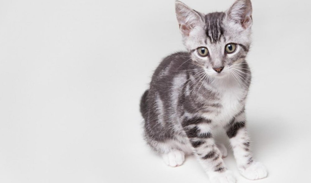 Кот на темном фоне