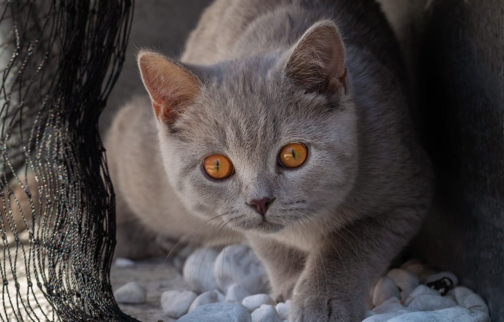 Пепельный британец