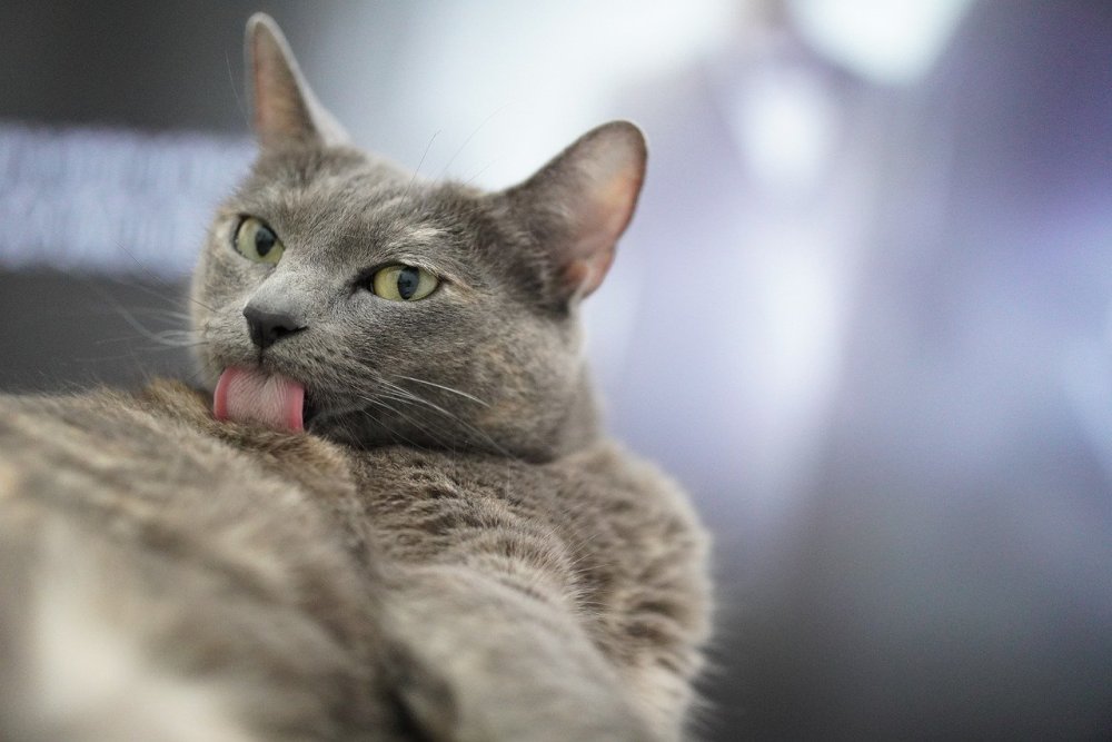 Кот серый