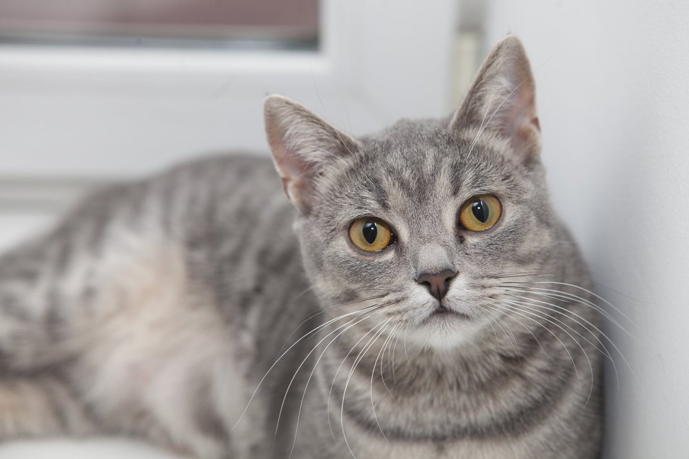 Анатолийская кошка серая