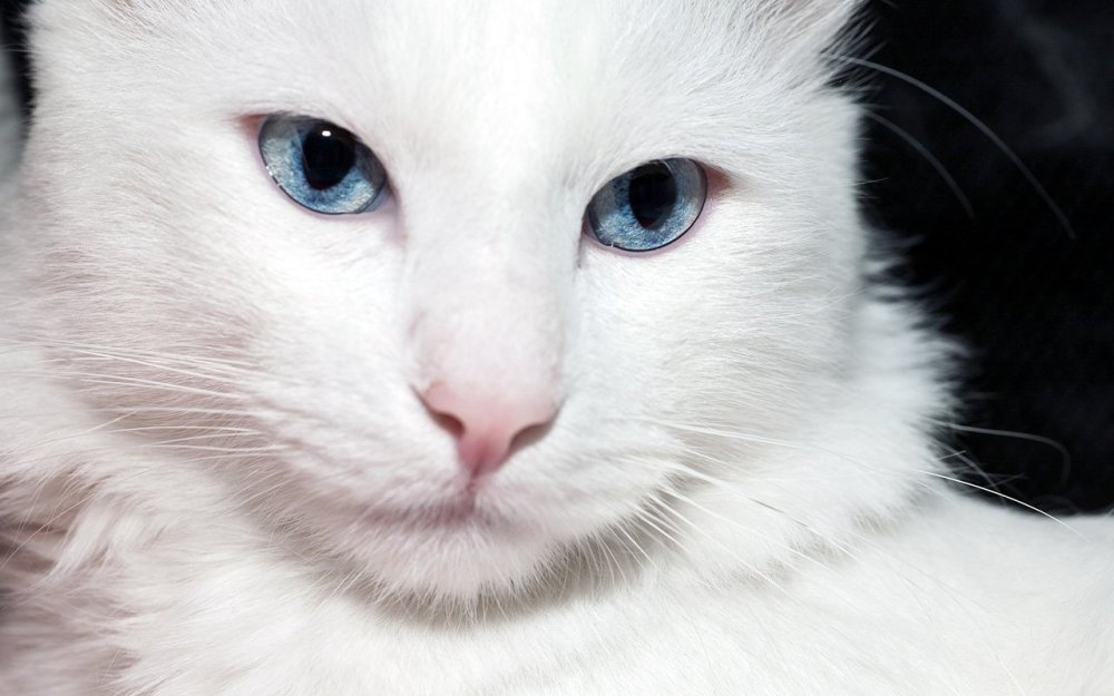 Котик арт на белом фоне