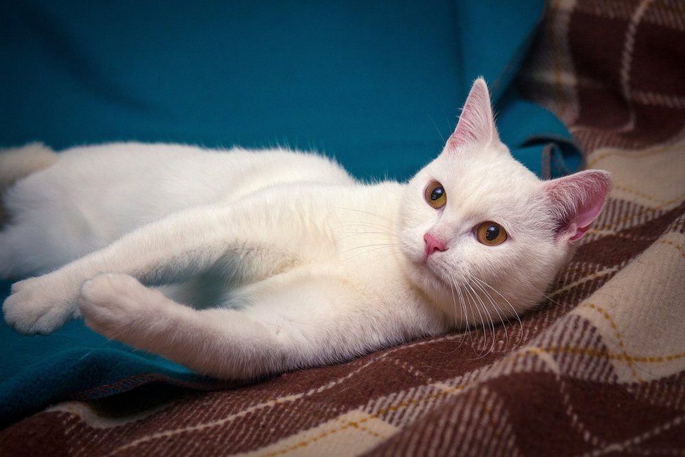 Турецкая ангора кошка белая пушистая