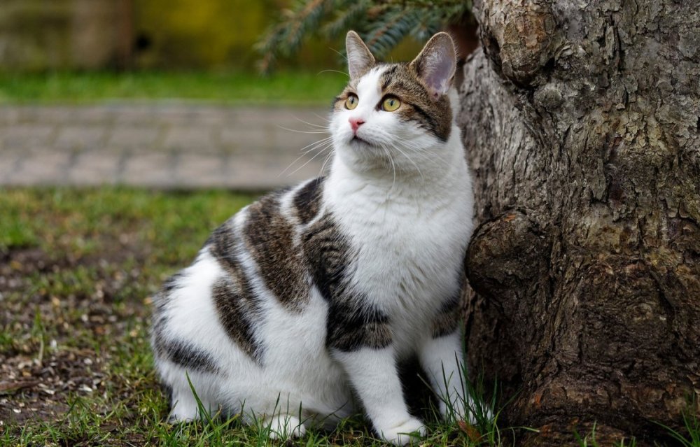 Пепельный британец