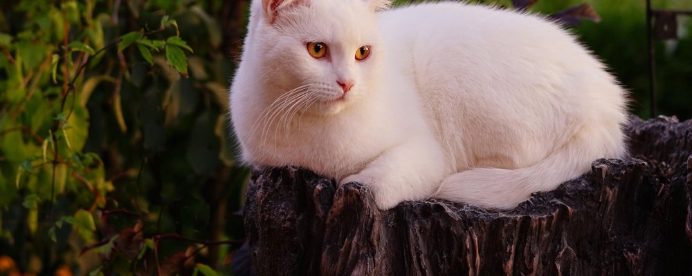 Картинки на белом фоне красивые