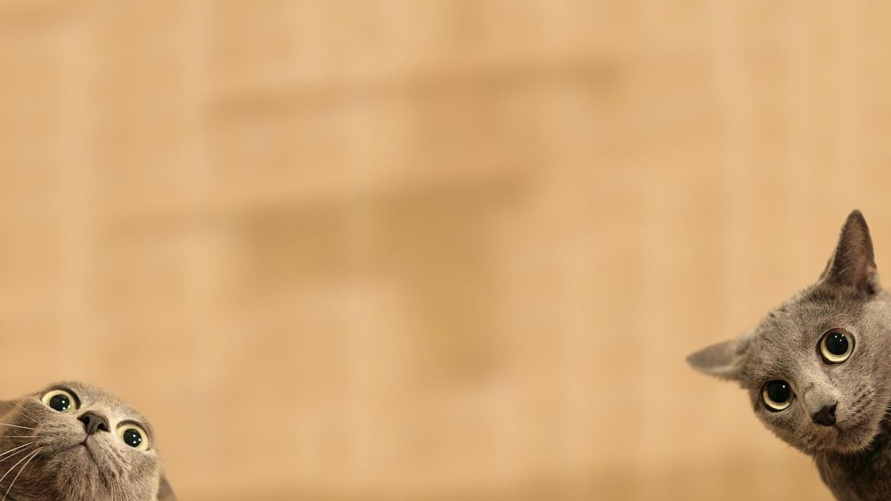 Котик на белом фоне