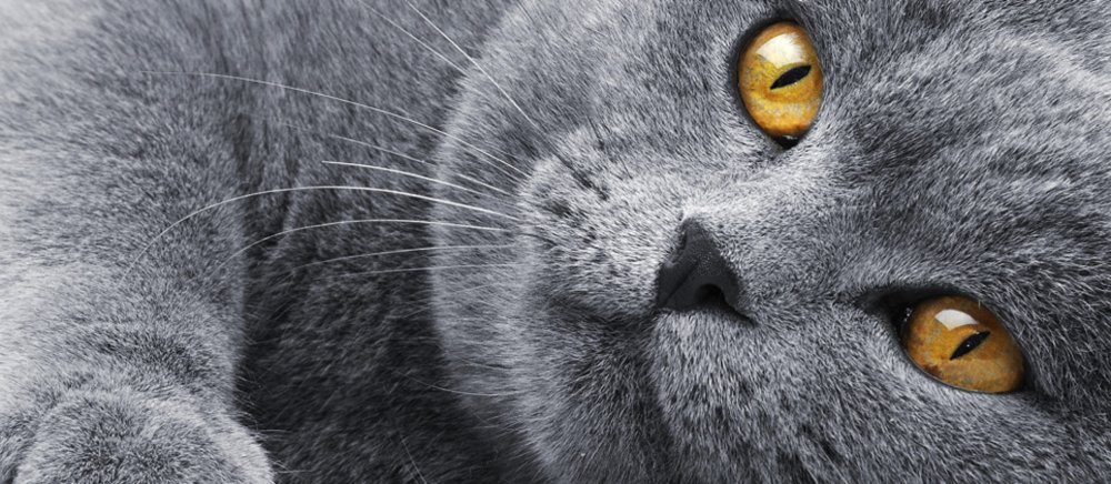 Анатолийская кошка серая