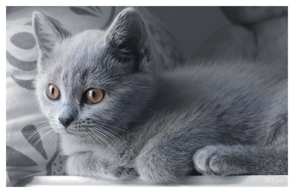 Мордочка белого кота