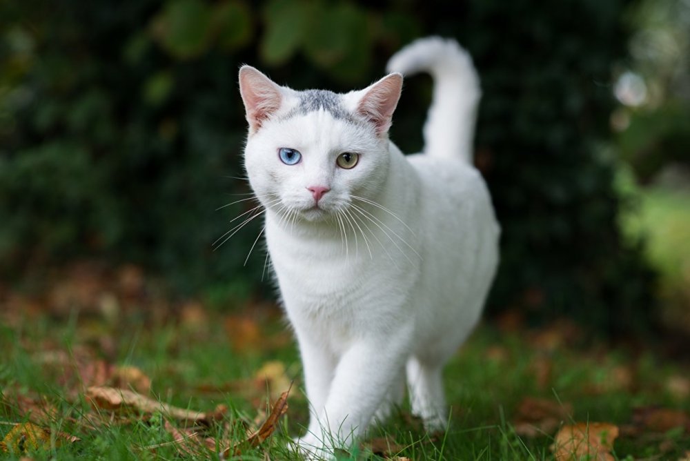 Британский кот полосатый серый