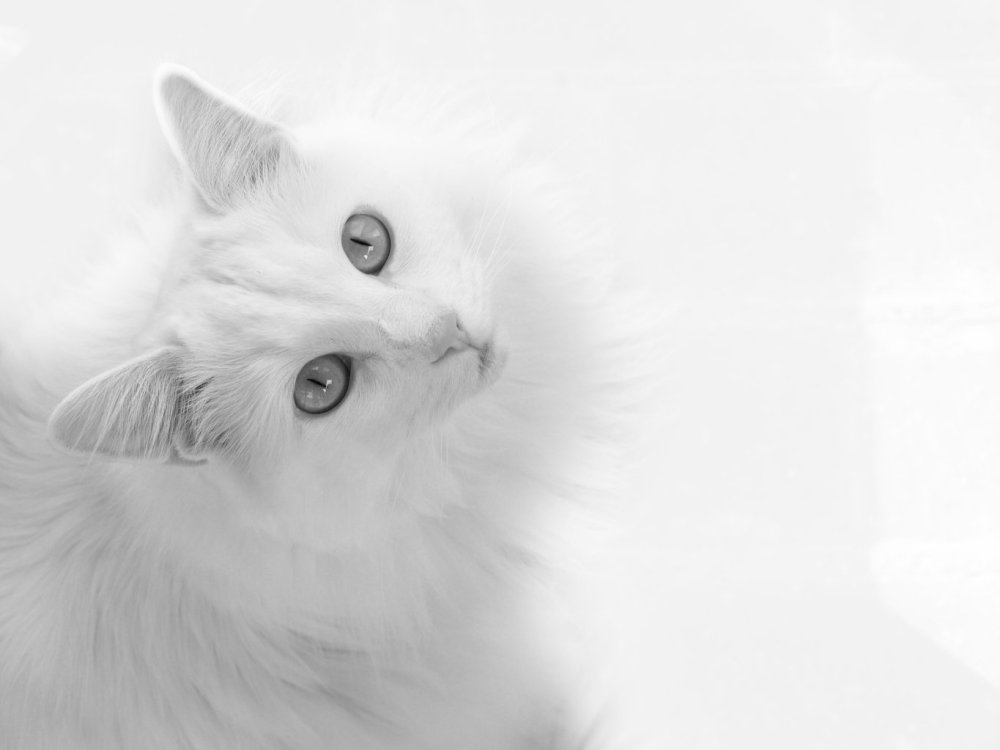 Анатолийская кошка серая