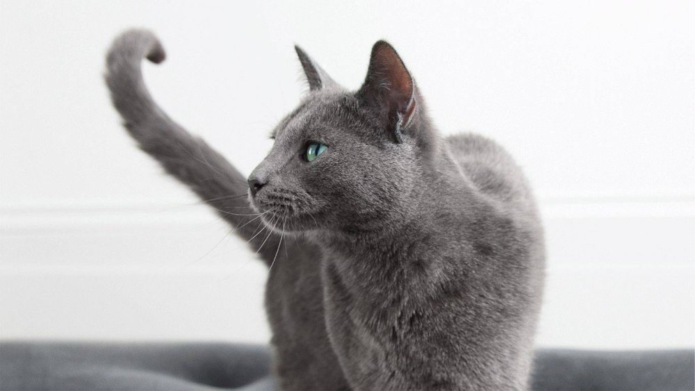 Американская короткошерстная табби