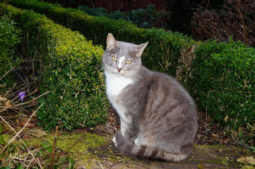 Кошка белая