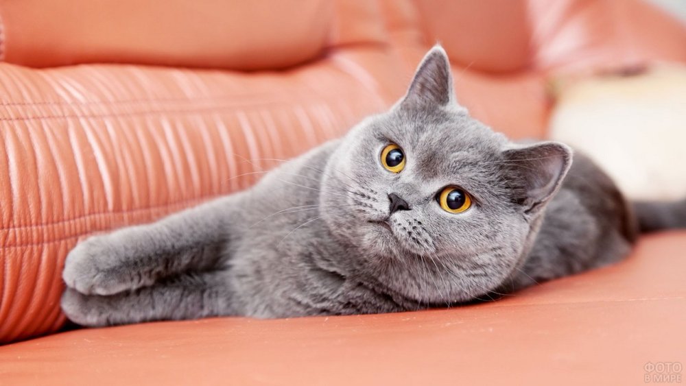 Кошка Шеба порода