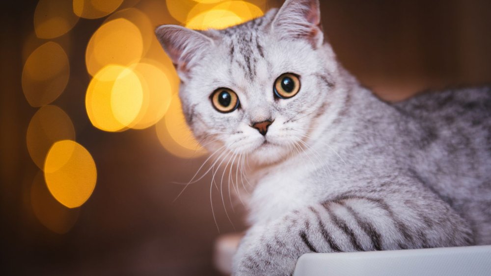 Британский кот на рабочий стол