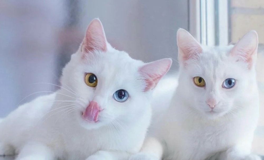 Ван кедиси порода кошек