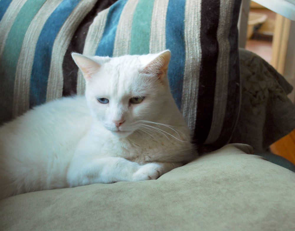 Имена котов в Турции