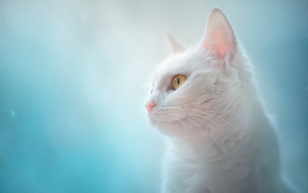 Морда серого кота