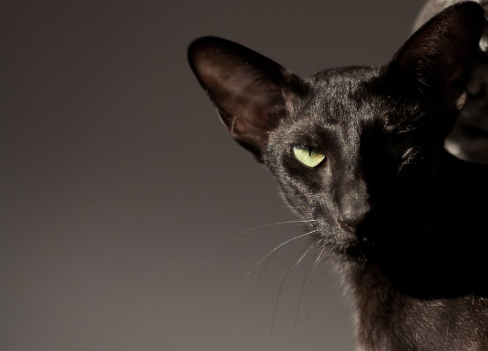 Ориентальная кошка эбони