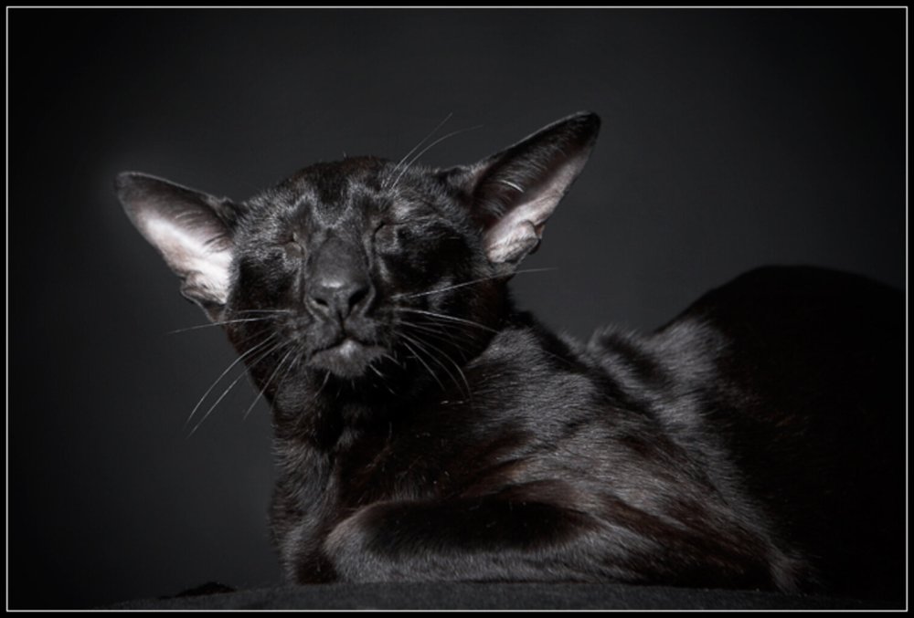 Ориентальная кошка эбони профиль