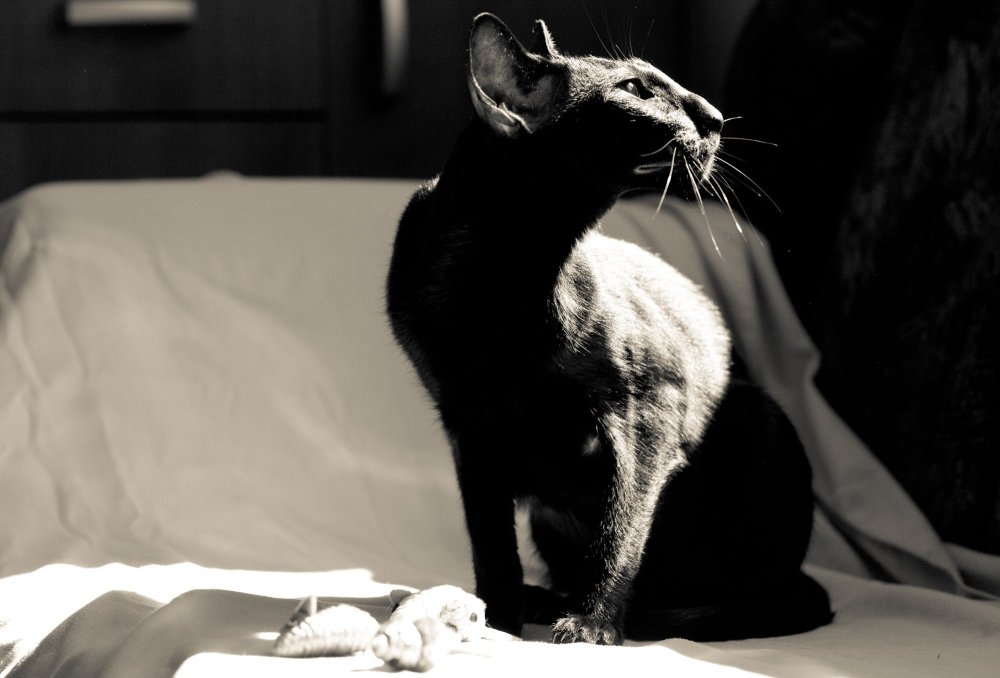 Грациозные ориентальные кошки