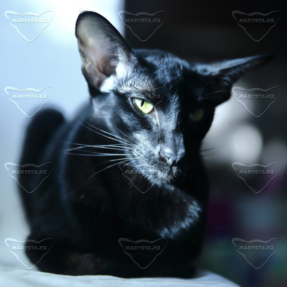 Ориентальная кошка черная