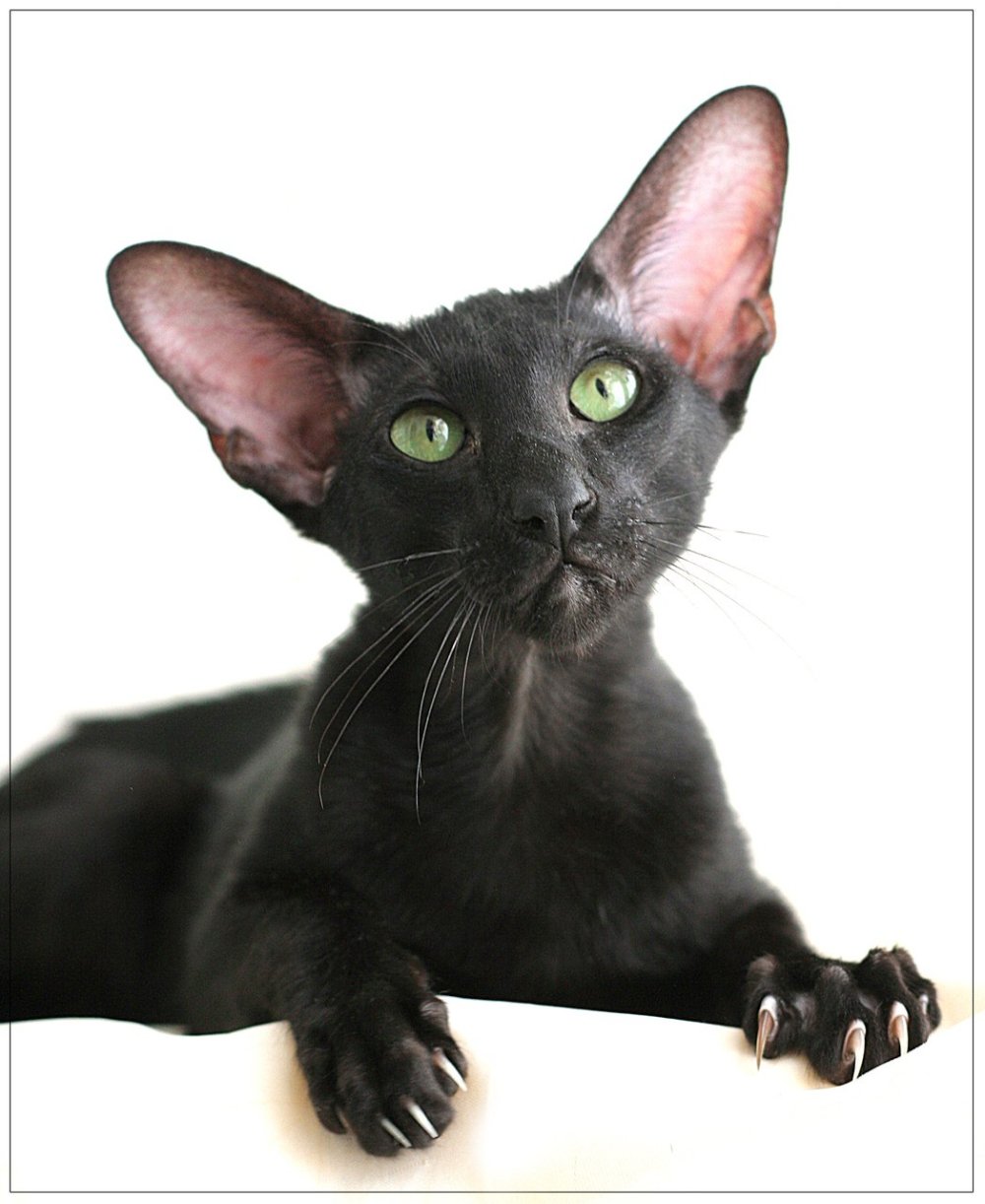 Ориентальная Гавана